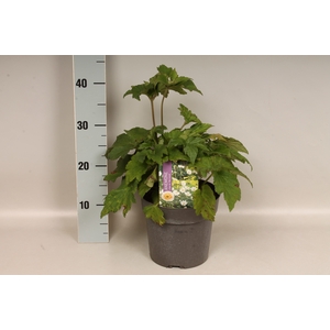 vaste planten 19 cm  Anemone Whirlwind