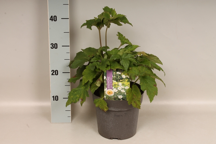 <h4>vaste planten 19 cm  Anemone Whirlwind </h4>