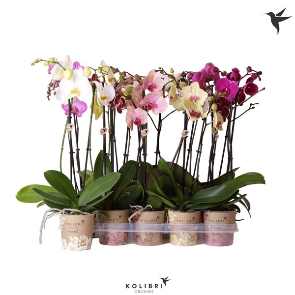 <h4>Kolibri Orchids Phalaenopsis mix 2spike 18+ 50cm</h4>