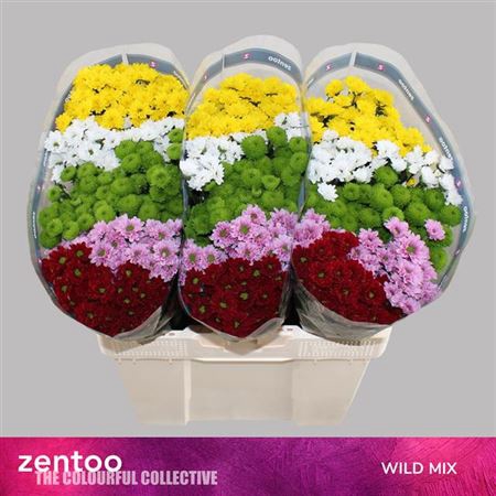 <h4>Chr S Gem Wild Mix</h4>