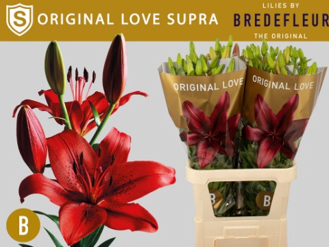 <h4>LI LA ORIGINAL LOVE SUPRA REK</h4>