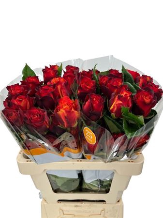 <h4>Rosa ec atomic</h4>