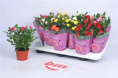 <h4>Ro B Monde Gem 7 Srt</h4>