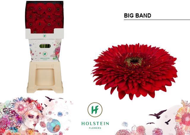 <h4>Gerbera diamond gerponi big band</h4>
