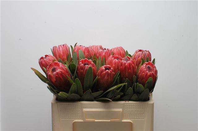 <h4>PROTEA RED ICE</h4>