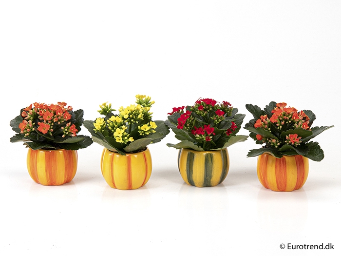 <h4>KALANCHOE BLOSSFELDIANA 'MINI' P6 PUMPKIN E 9763</h4>