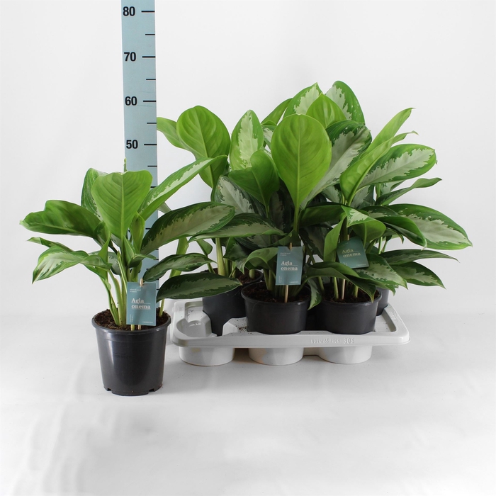 <h4>Aglaonema  'Diamond Bay'</h4>