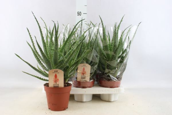 <h4>Aloe arborescens</h4>