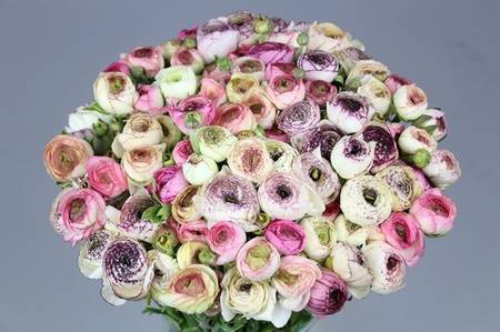 <h4>Ranunculus elegance cappuccino pink</h4>