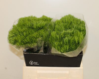 <h4>Dianthus br green trick</h4>