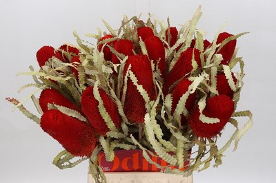 <h4>Banksia paint prionotes red</h4>