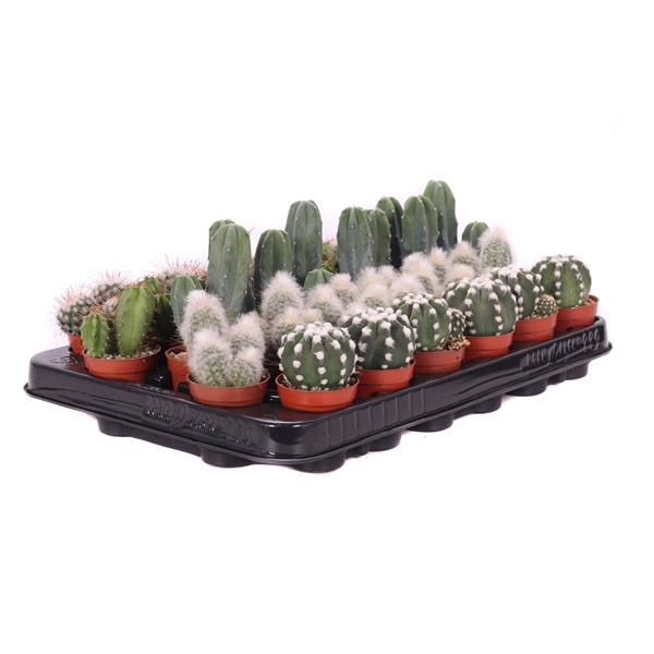 <h4>Cactus mix 5,5 cm</h4>