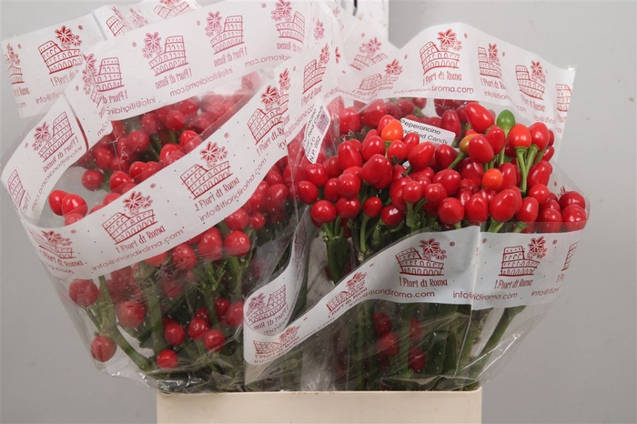 <h4>Cap Red Candy</h4>