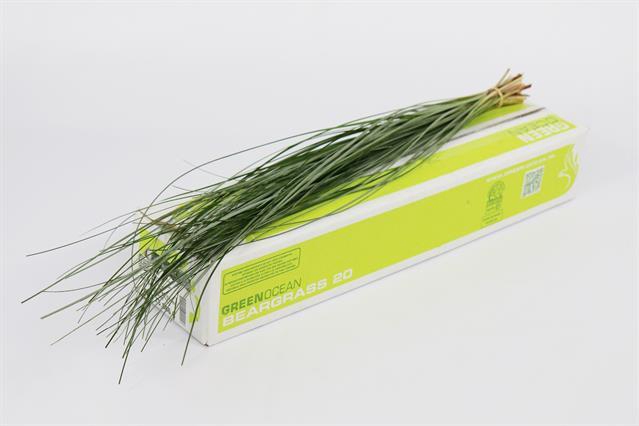 <h4>Leaf beargrass Green Ocean</h4>