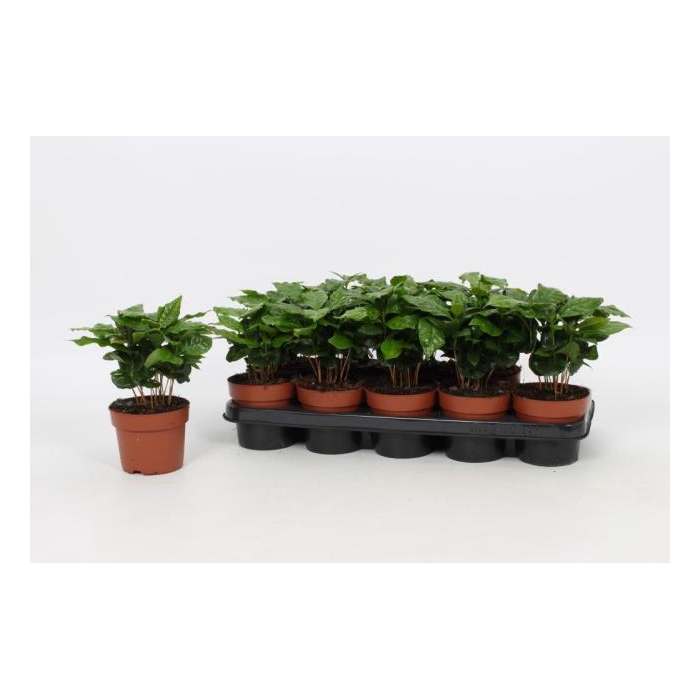 <h4>Coffea Arabica in pot 12Ø 25cm</h4>