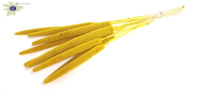 <h4>Babala on natural stem hot yellow</h4>