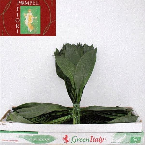 <h4>ASPIDISTRA</h4>