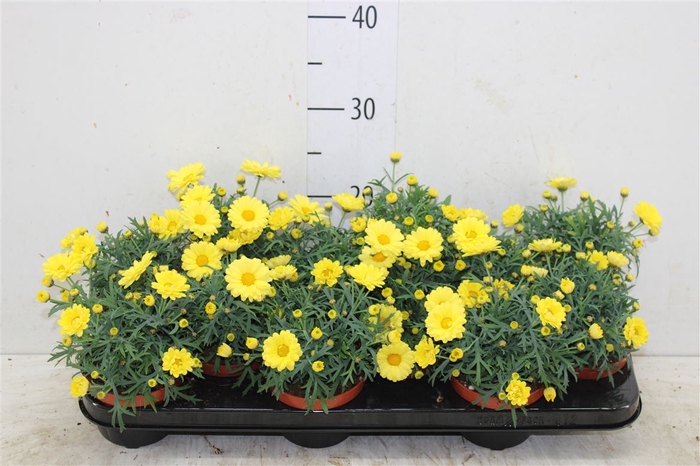 <h4>Argyranthemum Frutesc Yellow</h4>