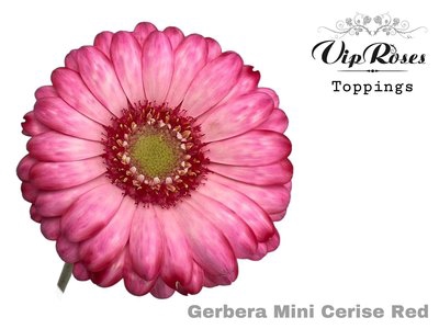<h4>Germini paint cerise red</h4>