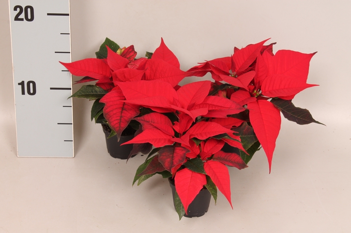 <h4>Poinsettia 6  cm Christmas Feelings® Red 2/4 kopper</h4>