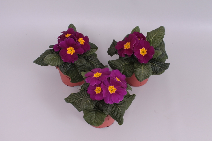 <h4>Primula acaulis Purple</h4>