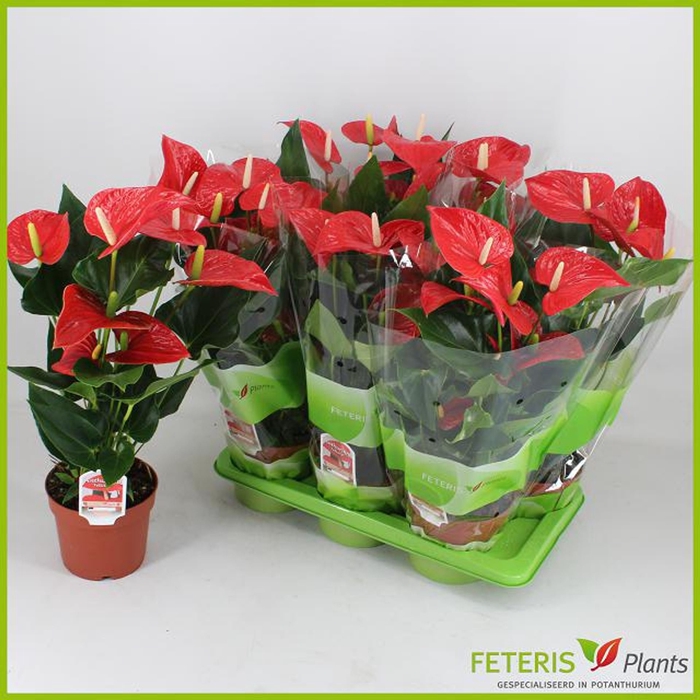 <h4>Anthurium Andreanum Grp Felicita</h4>