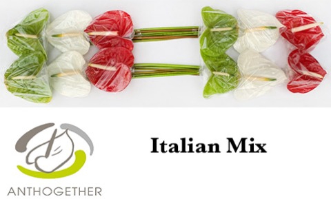 <h4>Anthurium mix Italia</h4>