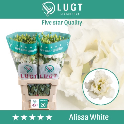<h4>Eust. Alissa White 996</h4>