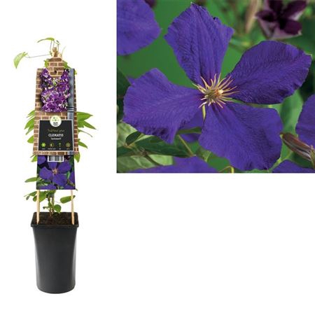 <h4>Clematis Jackmanii</h4>