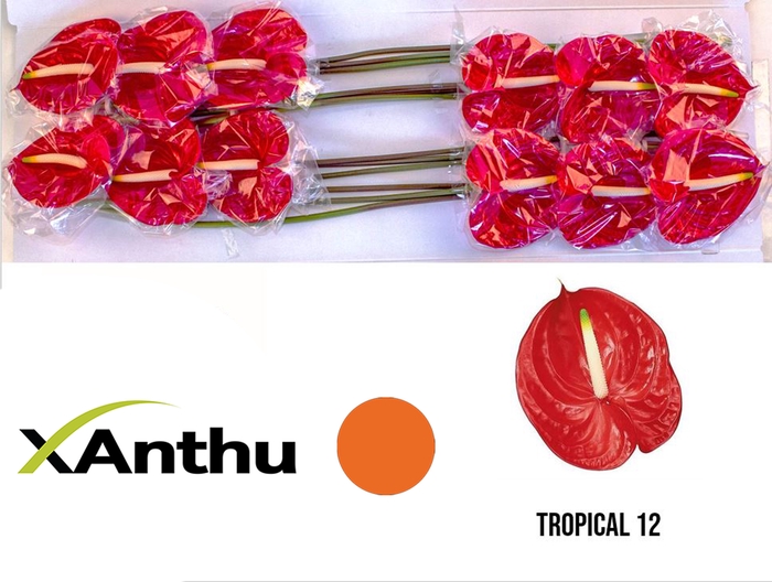<h4>Anth A Tropical</h4>