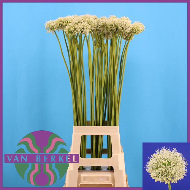 <h4>ALLIUM MOUNT EVEREST</h4>