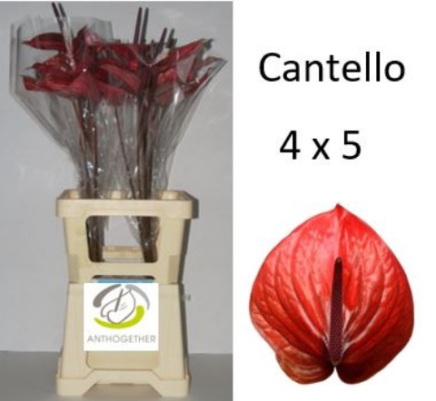 <h4>Anthurium cantello</h4>
