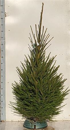 <h4>Picea Abies 180cm</h4>