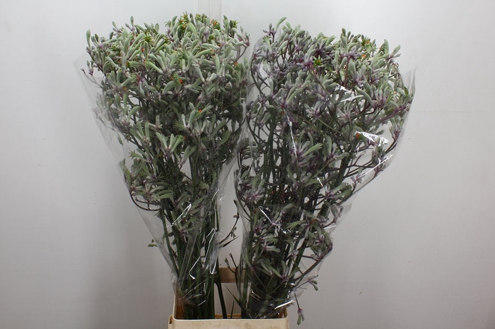 <h4>Anigoz Lilac Queen</h4>