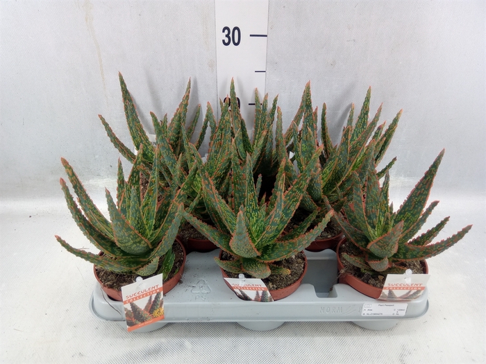 <h4>Aloe ...</h4>