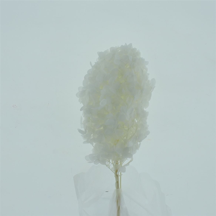 <h4>Dried Hydrangea Anna Bleached P St</h4>