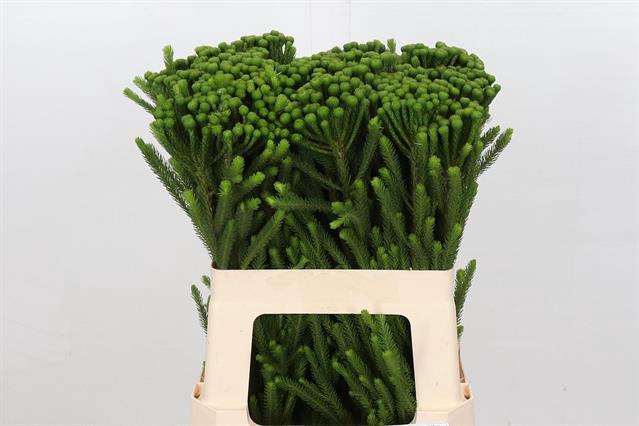 <h4>Cape green ayoba albiflora</h4>
