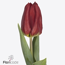<h4>Tulipa si loveflight</h4>