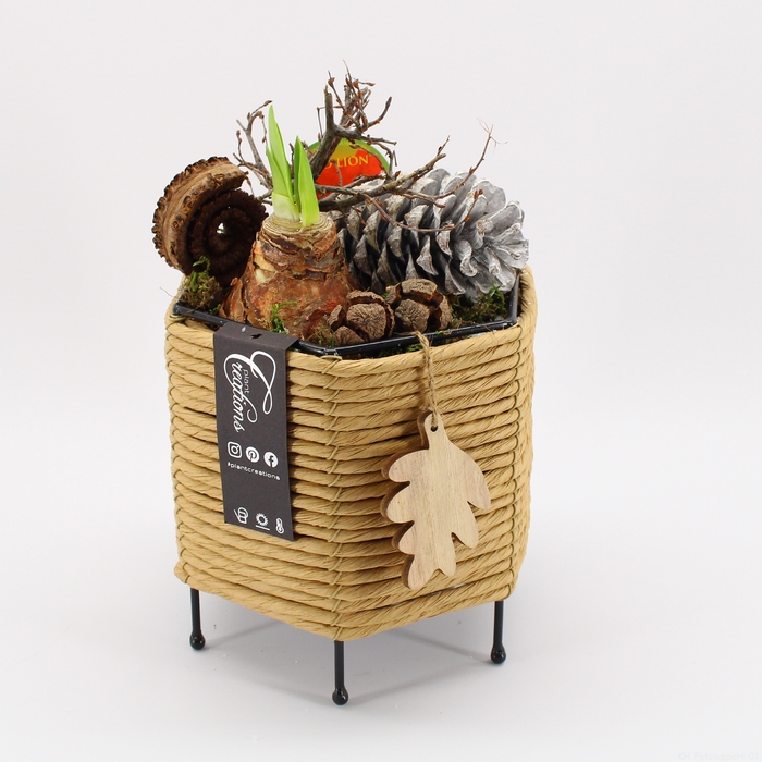 <h4>HACR-2302 Amaryllis Herfst</h4>