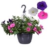 Hpot Petunia Mixkar