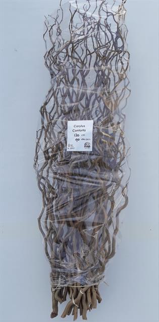 <h4>Corylus contorta</h4>