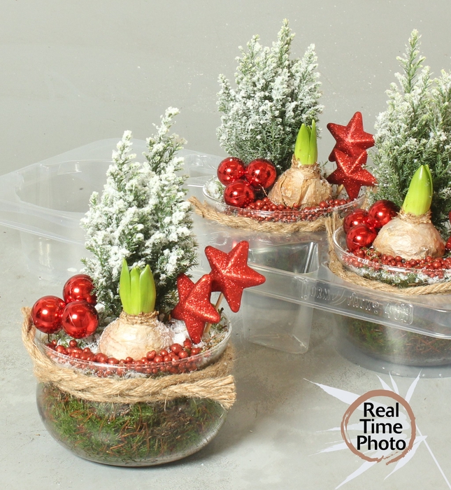<h4>ARR TUINPLANTEN</h4>