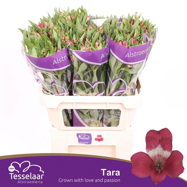 <h4>Alstroemeria tara</h4>