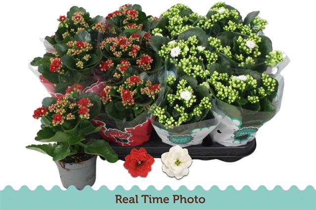 <h4>KALAN CALAN RED/WHITE P9</h4>