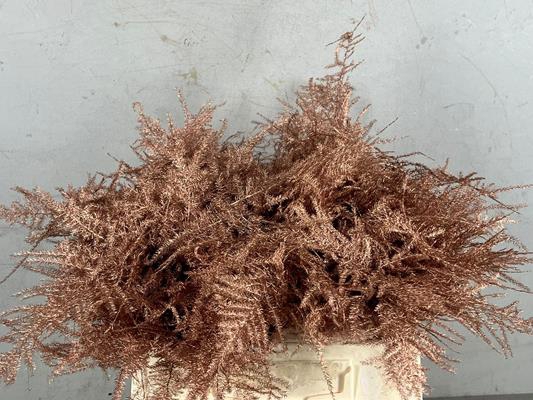 <h4>Asparagus 1e Veren Copper</h4>