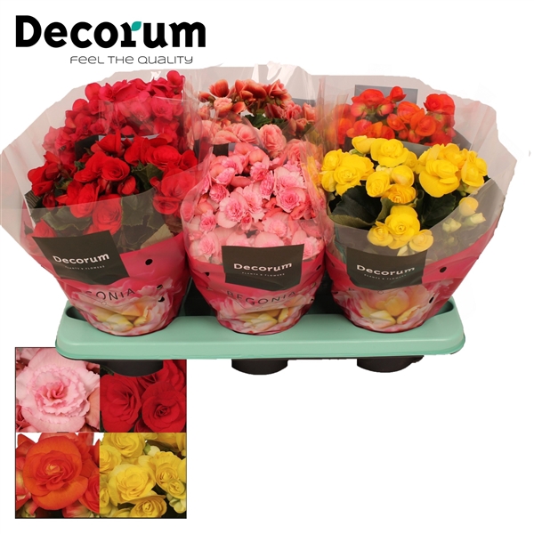 <h4>Begonia mix 14 cm (5 kleuren) Decorum</h4>