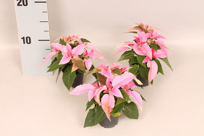 <h4>Poinsettia 6 cm Princettia Light Pink 2/4 koppen</h4>