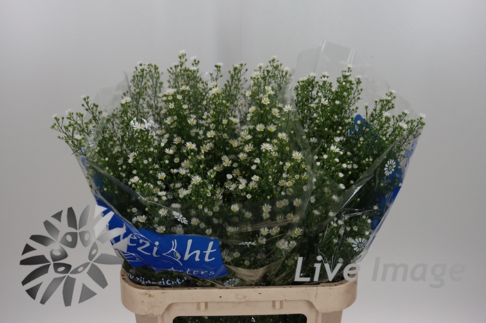 <h4>Aster monte casino</h4>