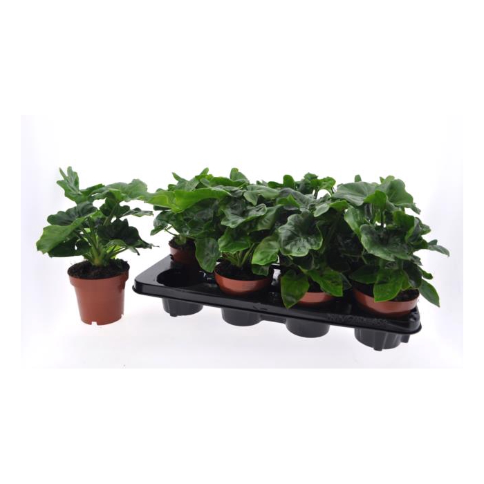 <h4>Philodendron sell atom 12Ø 25cm</h4>