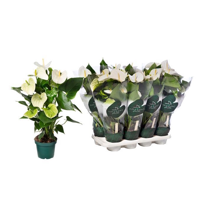 <h4>Anthurium Samora 14Ø 50cm 5fl</h4>